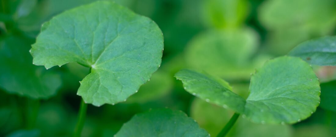 Centella Asiatica (Cica), Explained: Why It’s Everywhere in Korean Skincare