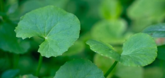 Centella Asiatica (Cica), Explained: Why It’s Everywhere in Korean Skincare